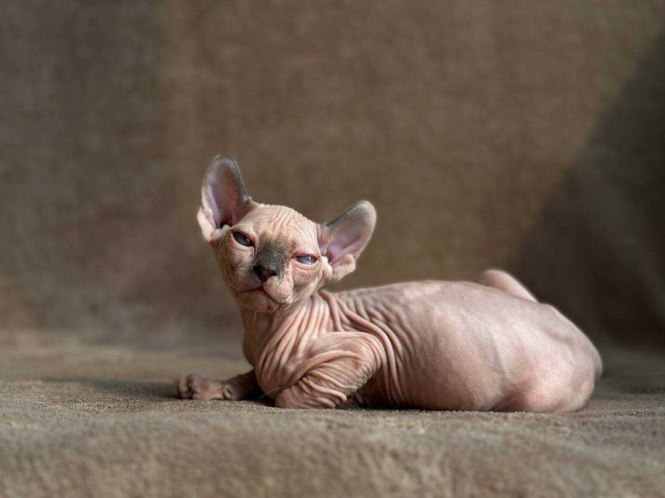 Кіт sphynx ELF ельф