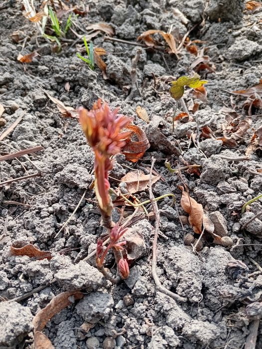 Продам саджанці деревовидного піона