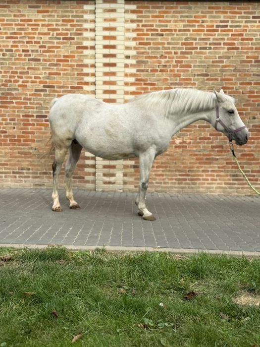 Klacz małopolska dopłatowa