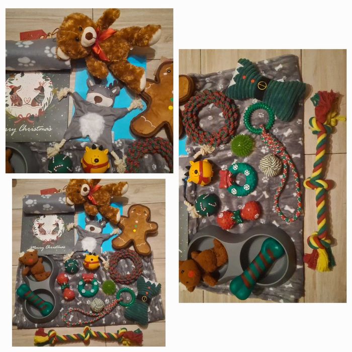 Rudo-bialy piesek slicznosci rodowód ZHPR