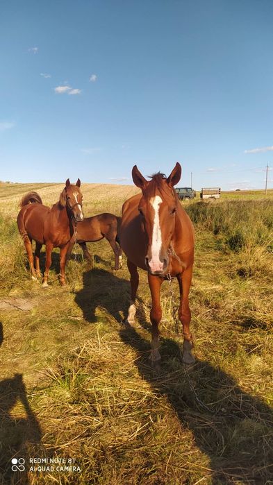 Продається лошиця 3 роки