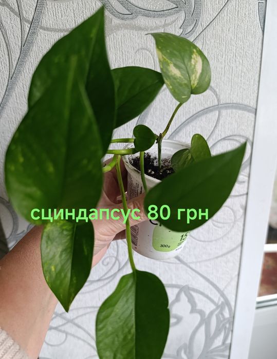 Комнатные  цветы