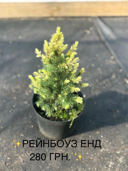 Живі ялинки та хвойні рослини у горщиках