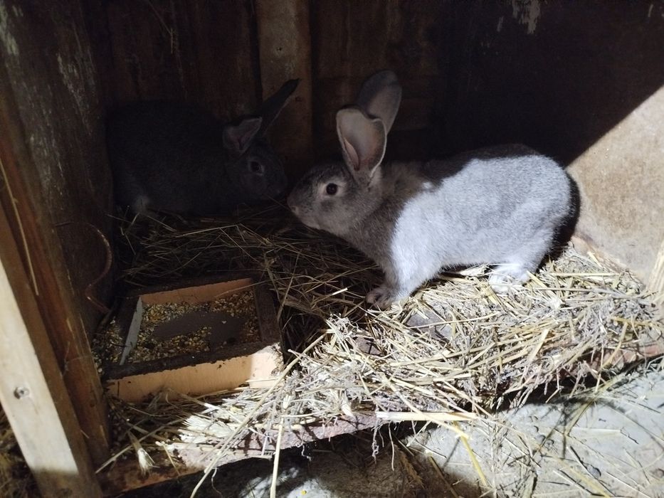 Młode króliki na sprzedaż