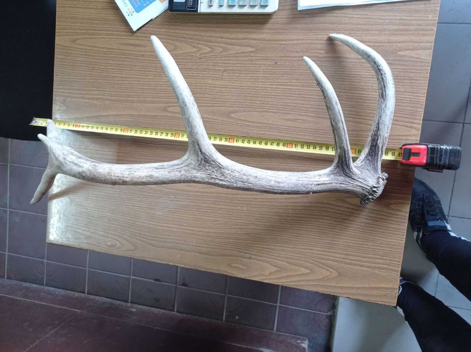 Ріг оленя / один