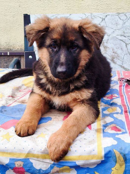 Довгошерстні цуценята німецької вівчарки