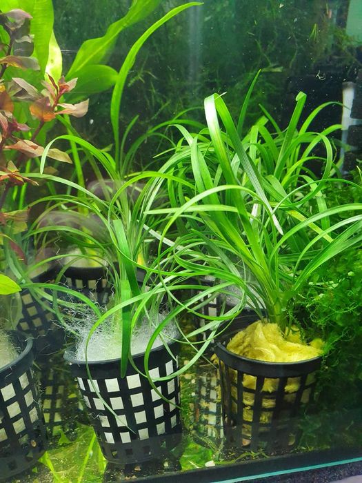 Ophiopogon Minima Roślina do Akwarium Krewetkarium Piękna Zieleń