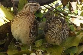 Перепелки! Яйцо инкубационные! Лучшие линии