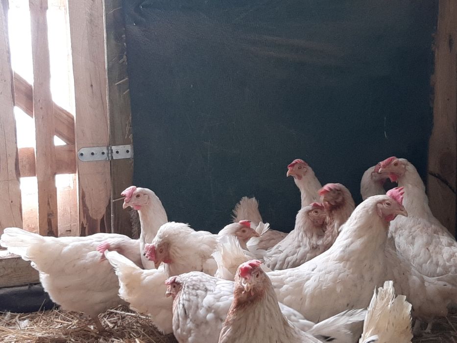 kurki nioski 2 tygodniowe