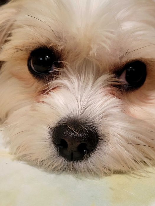 вязка Бивер йорк