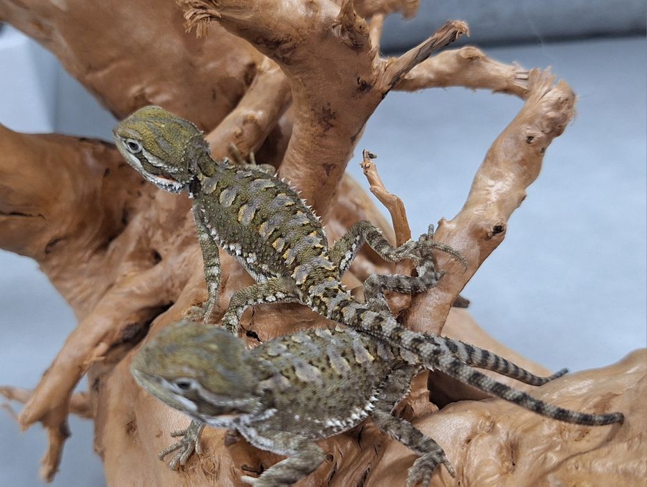 Agama brodata młoda Wołomin