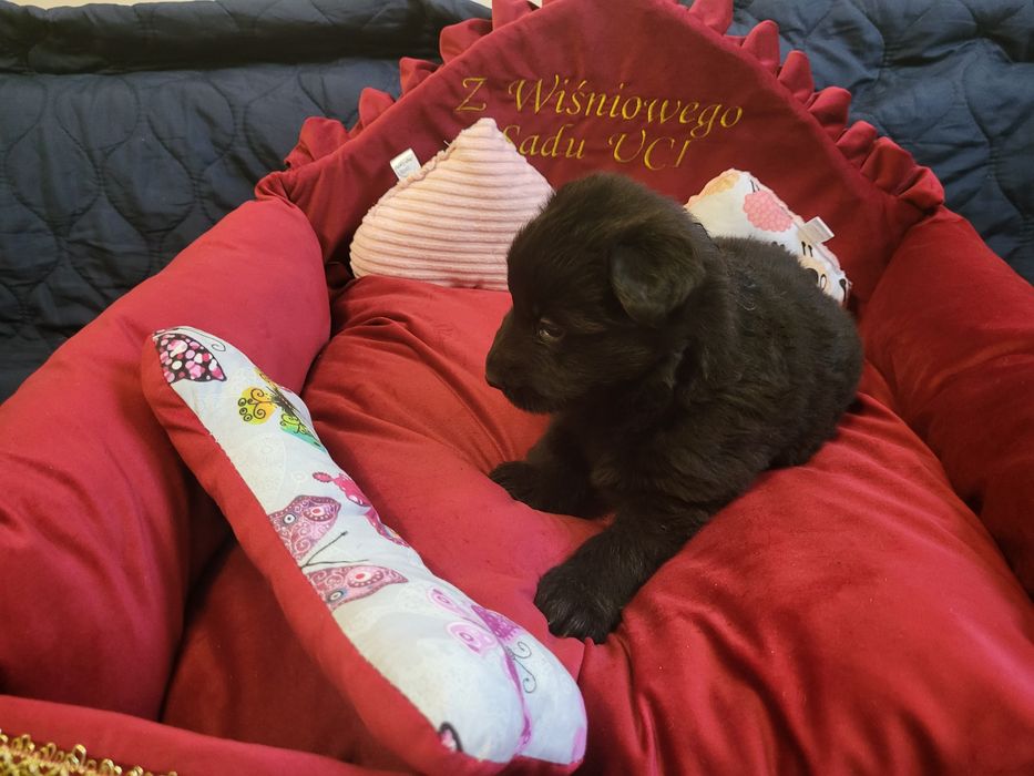 Owczarek niemiecki sunia