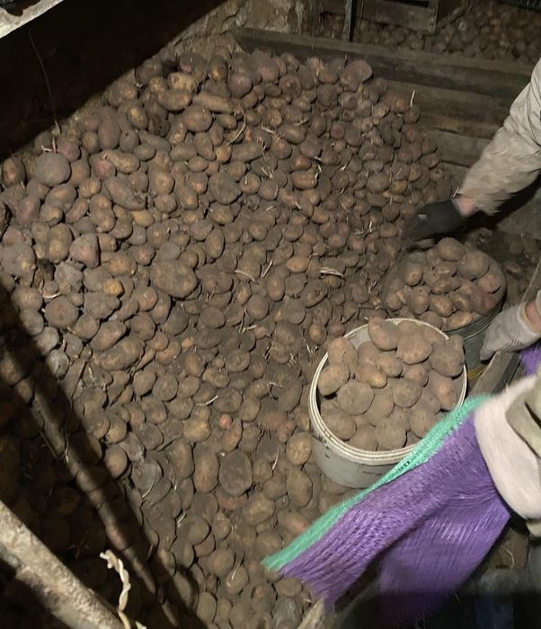 Продаж картоплі Вінниця