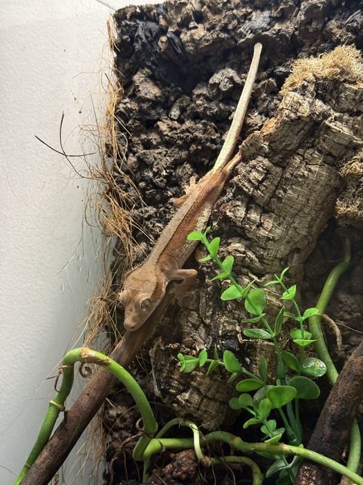 Gekon orzesiony z terrarium