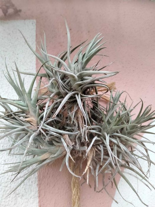 Tillandsia planta aérea
