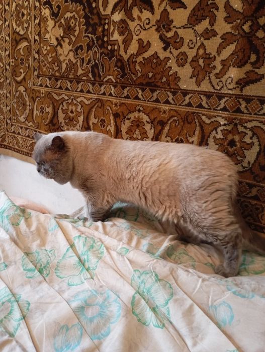 Остався хлопчик скоттиш страйт