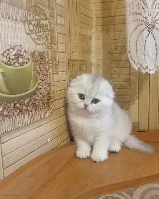 Висловухадівчинка окрас срібна шиншила