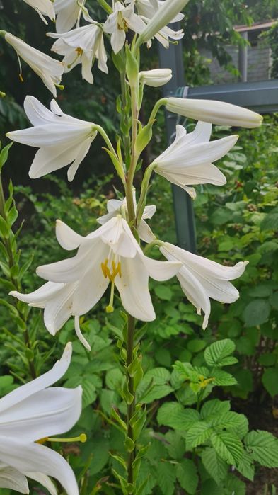 Белая лилия садовая