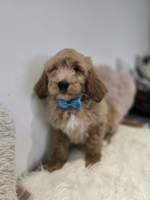 Goldendoodle f1 standard