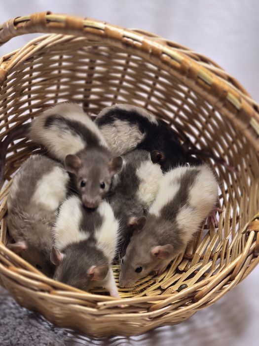 Ручные крысята дамбо. Есть доставка, клетки. Домашние ручные крысы, кр