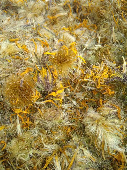 Арніка гірська (arnica montana)