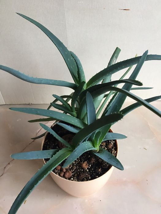 Цветок алое суккулент лечебное с голубым оттенком цветы