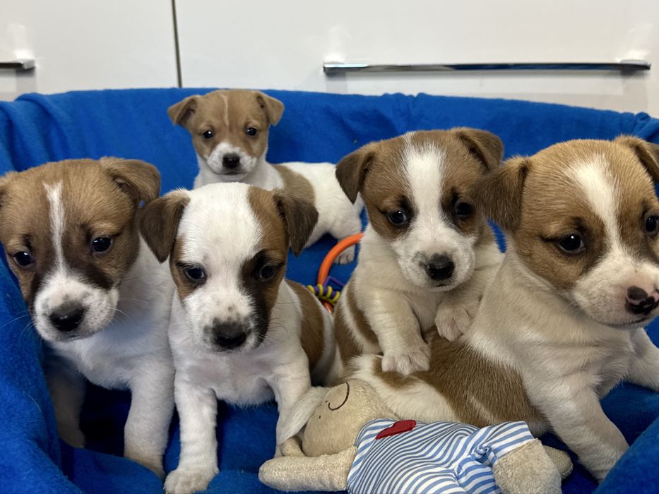 Jack Russell Terrier - sunia Aris