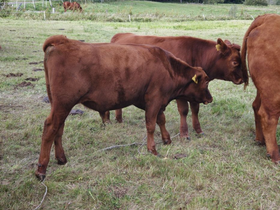 Buhaje mięsne Angus Czerwony, byk, odsadek, pod oceną