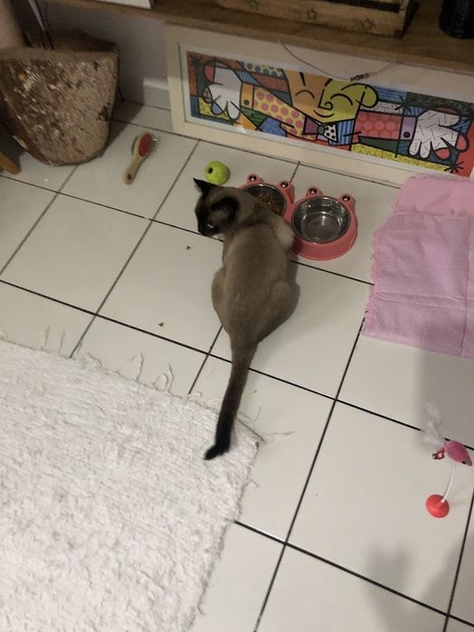 Pet Sitting/Walking; Creche e Estadia Familiar para cães/gatos Lisboa