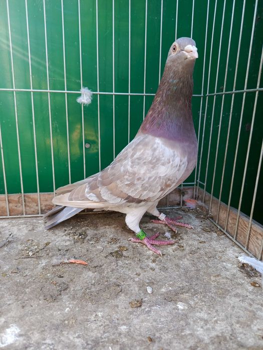 Pocztowe Ember samczyki i samice