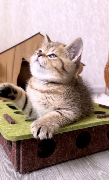 Чудовий котик шотландець чекає на вас