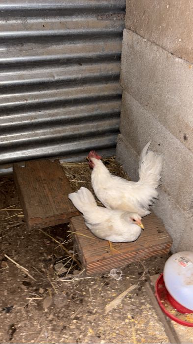 Garnizas de pescoço coberto