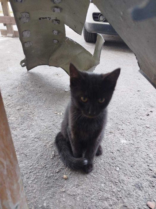 Кошенята в добрі руки