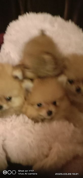 Померанський шпіц. Продаж