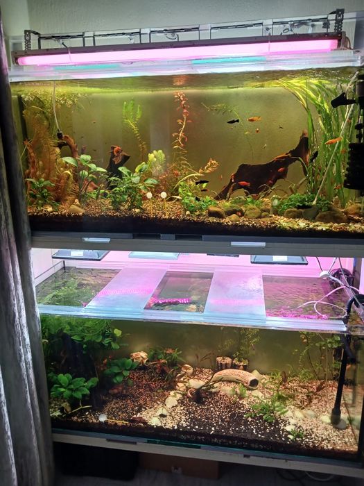 2 акваріума по 460 літрів, з стілажем.