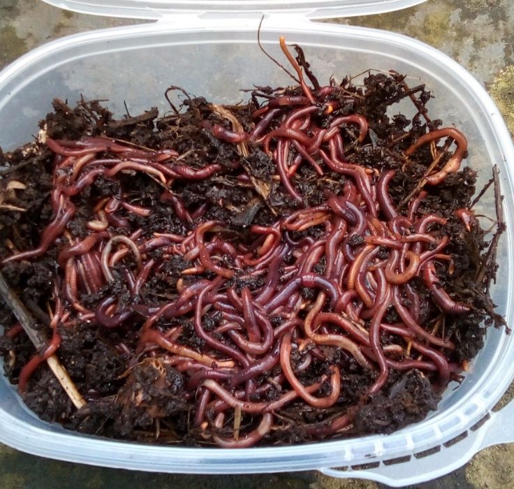 100 Minhocas Californianas — Isco Vivo para Pesca (P, M, XL)