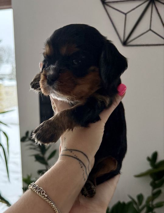 Cavalier king charles  spaniel