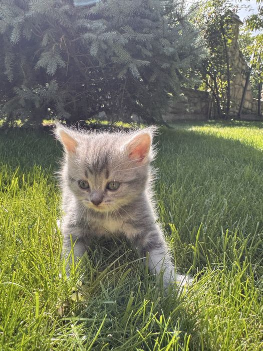 Продам шотландських прямовухих кошенят