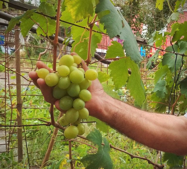 Кущі смачного винограду (Виноград)