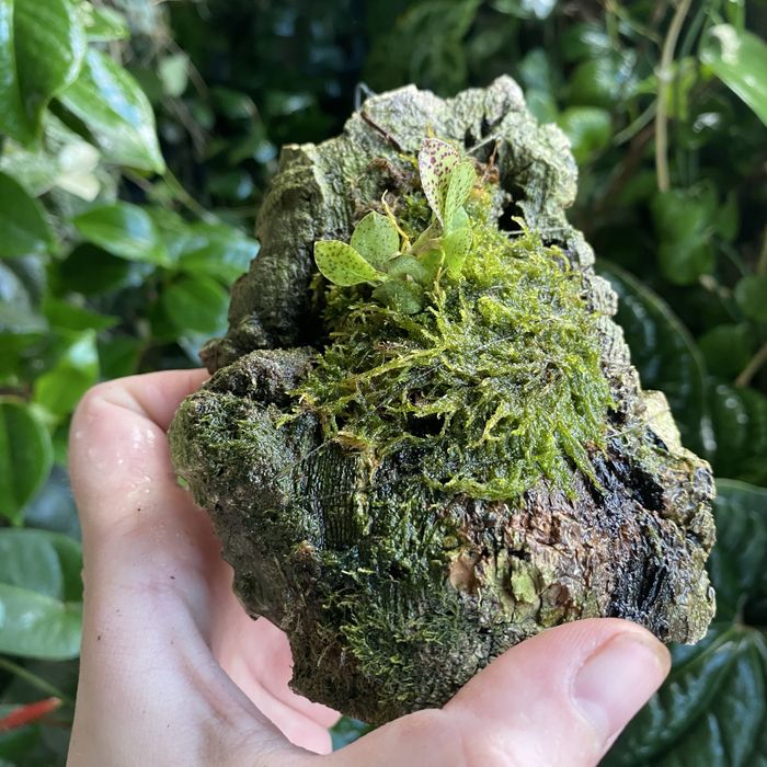 Мініатюрна орхідея Acianthera crinita