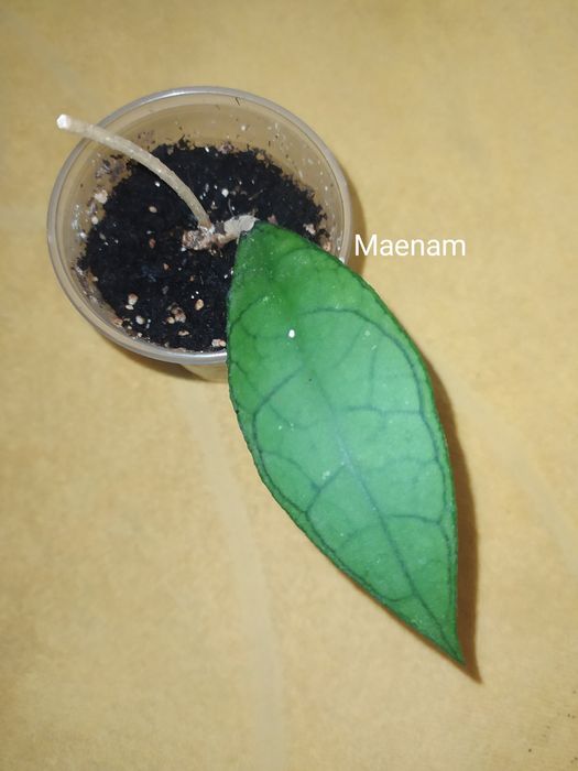 Хойї,пот офголд,сабах б'юті,фінлайсоніі,віллоза, інші ..