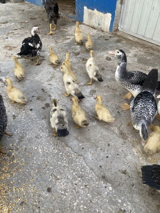 Patos mudos normais