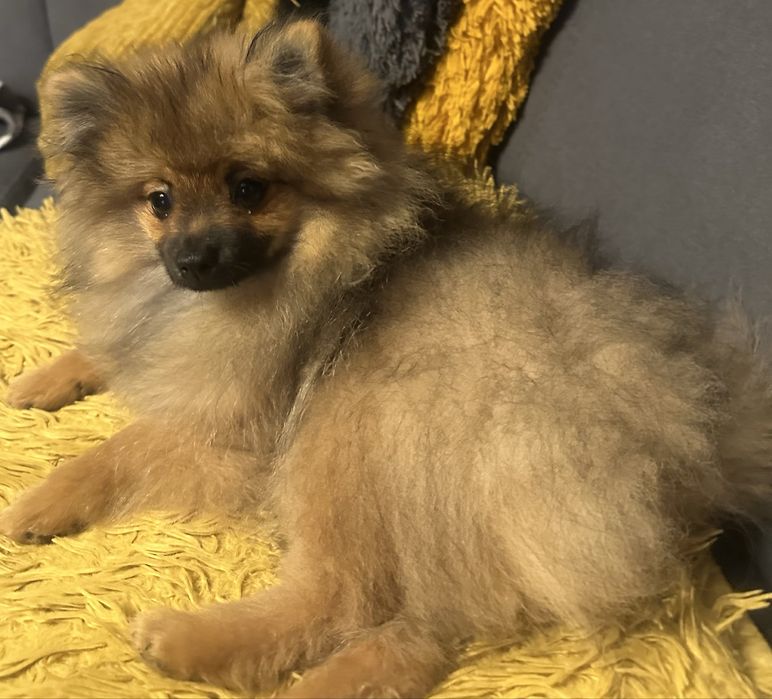 Pomeranian miniaturka