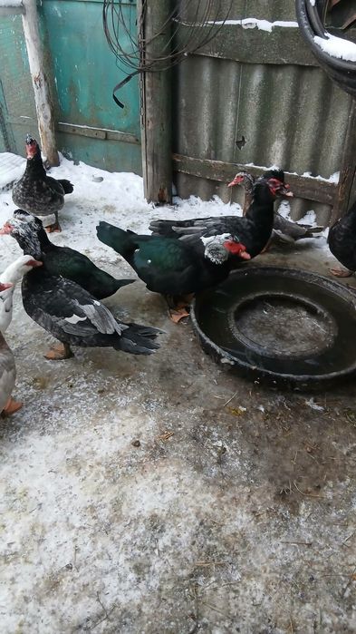 Продам мускусних качок