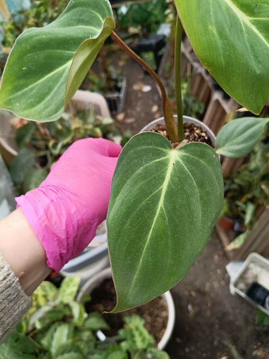 philodendron Gloriosum
