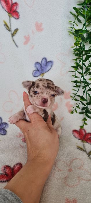 Excecional menino mini merle Chihuahua/Chiuaua de Qualidade