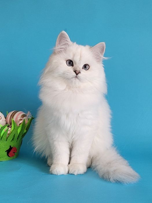 Срібляста шиншила поінт британські кошенята