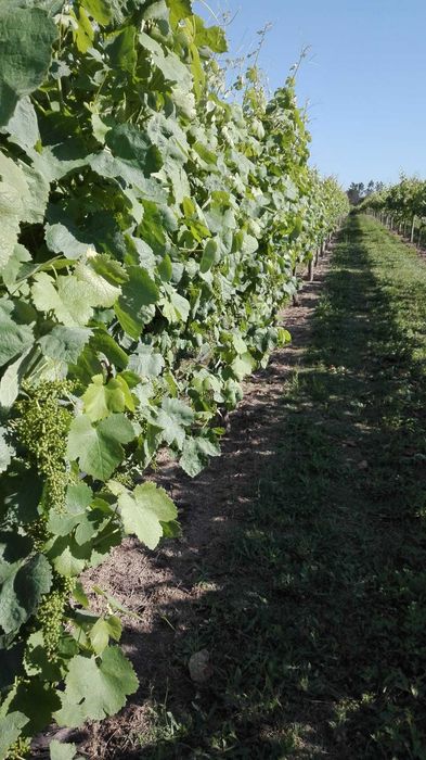 Uvas Vinhão e Loureiro