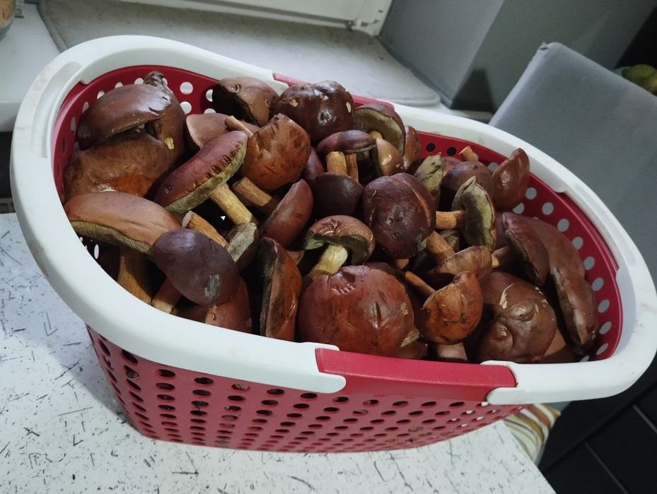 Grzyby, podgrzybki, "czarne łepki"