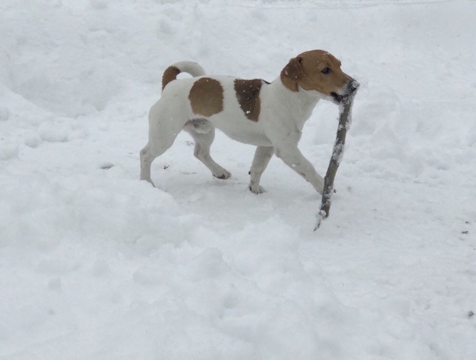 ВЯЗКА!!! Молодой кабель Джек Рассел терьер ищет себе девочку для вязки